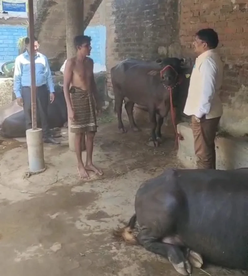 डेयरी प्लस योजना से संवरा लेखीराम का जीवन, मुर्रा भैंसों ने बढ़ाई आमदनी