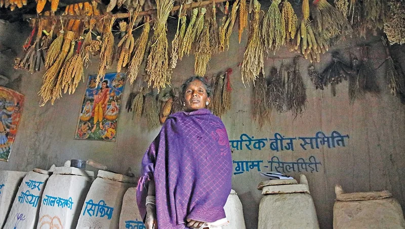सिलपिड़ी के सामुदायिक बीज बैंक में मिट्टी के कोठों और लटकी बालियों के बीच एक महिला किसान।
